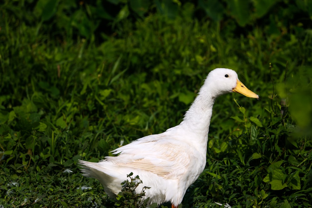 white duck near plant