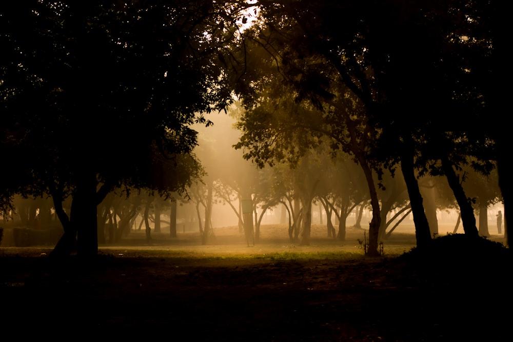 forest tress during daytime