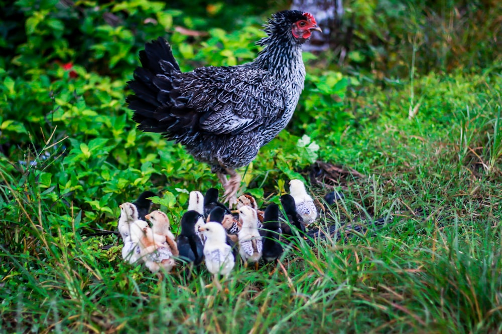 gray and white chicken with chicks on green grass
