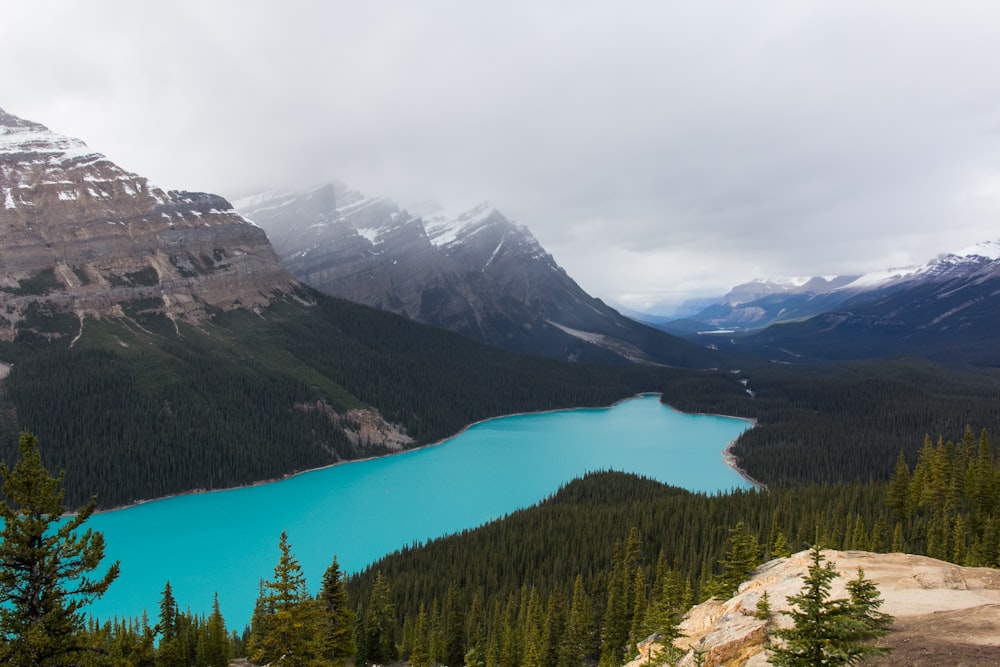 aerial view of pine trees near body of water