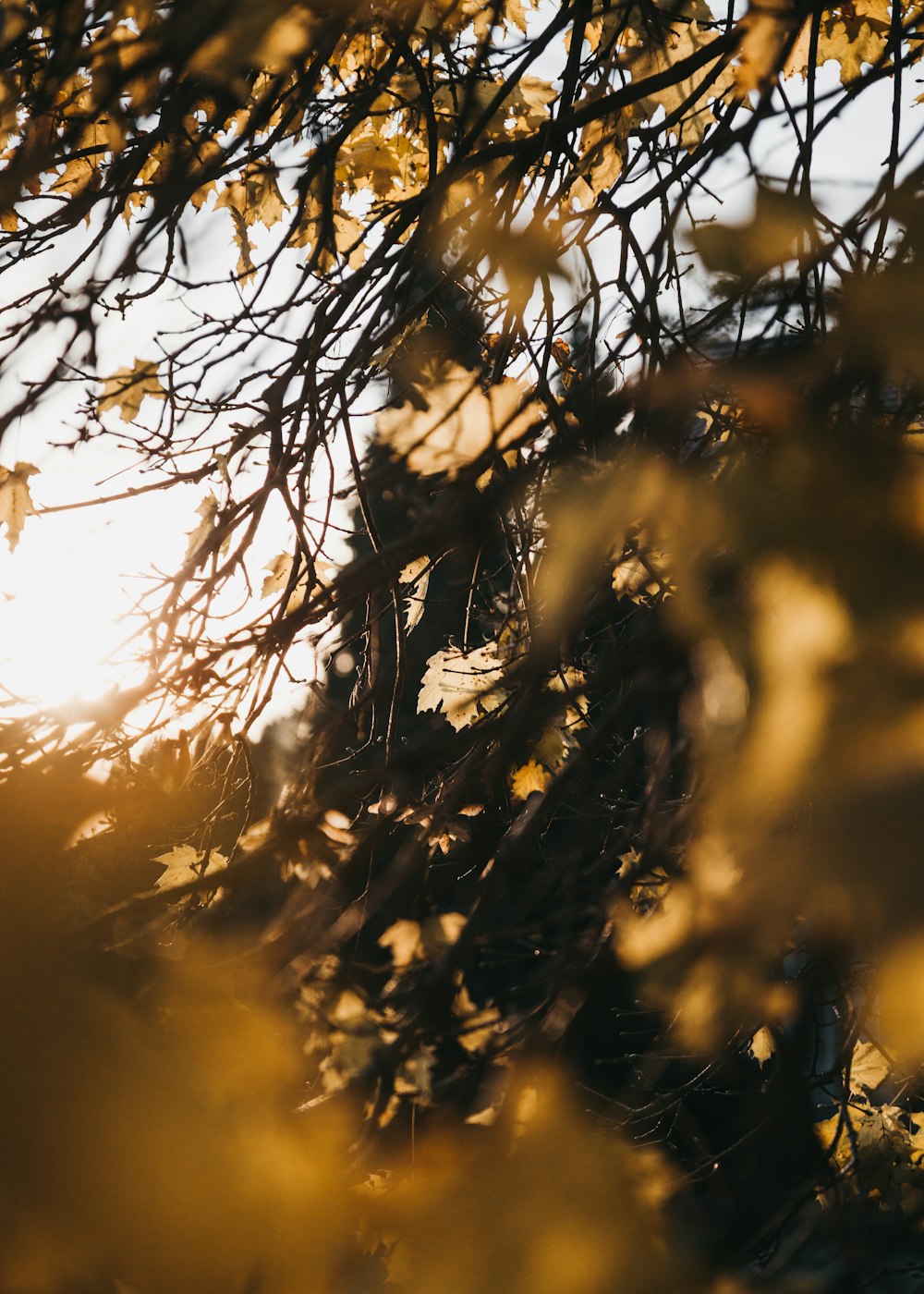 brown leaves under grey sky