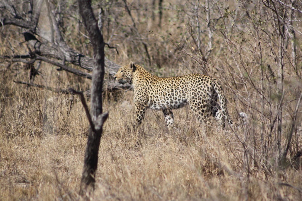 leopard on brown grass at daytime