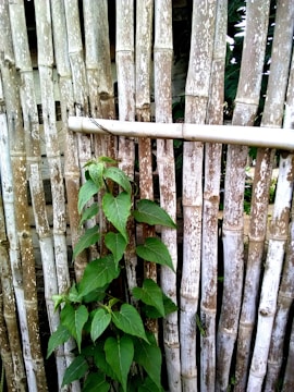 A vertical arrangement of weathered bamboo poles is set against a background of green leaves. A vine with large green leaves climbs up the structure, adding a touch of vibrant green to the natural, rustic setting.