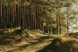 green leafed trees