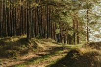 green leafed trees
