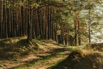 green leafed trees