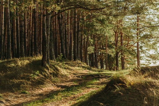 green leafed trees