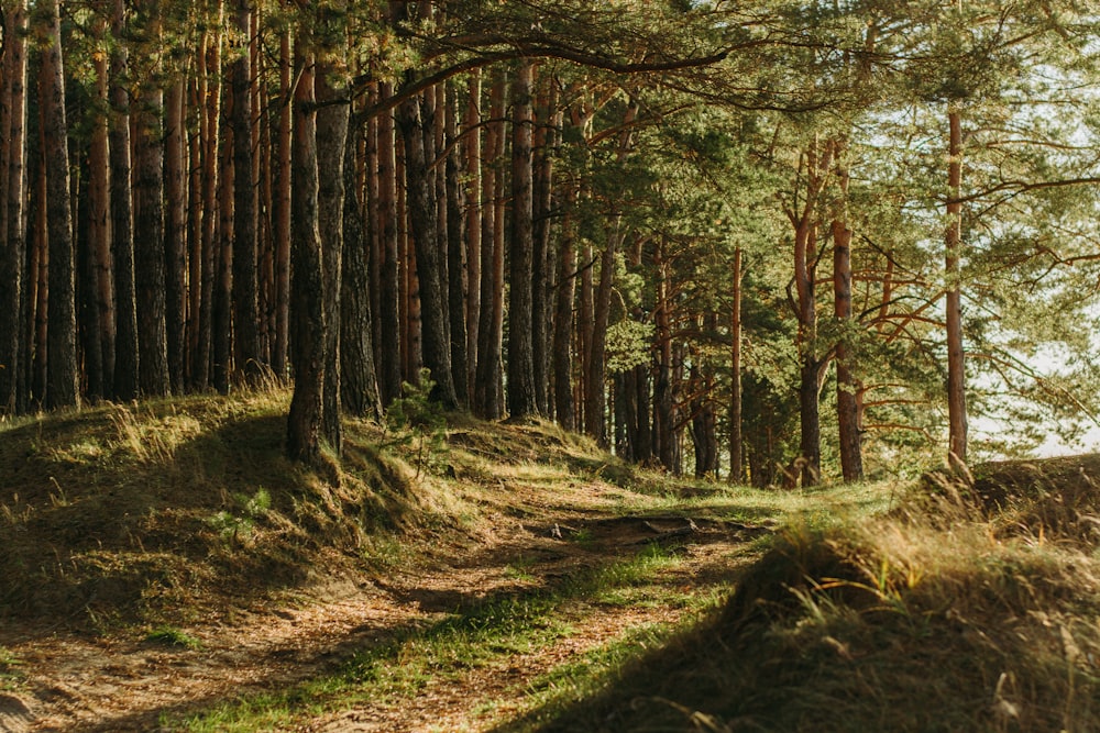 arbres à feuilles vertes