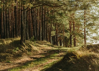 green leafed trees