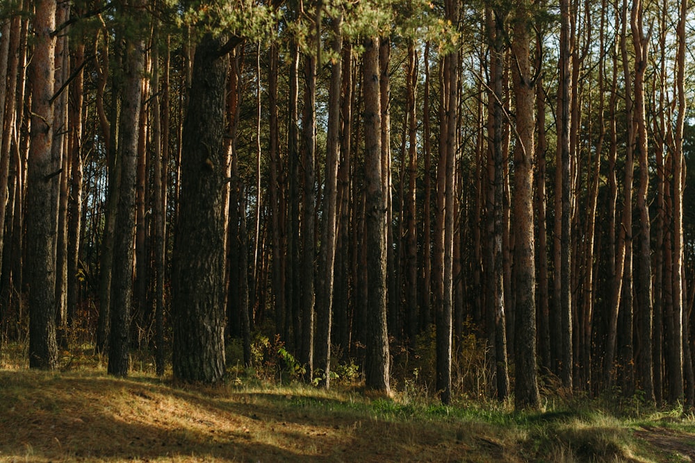 green trees during daytime