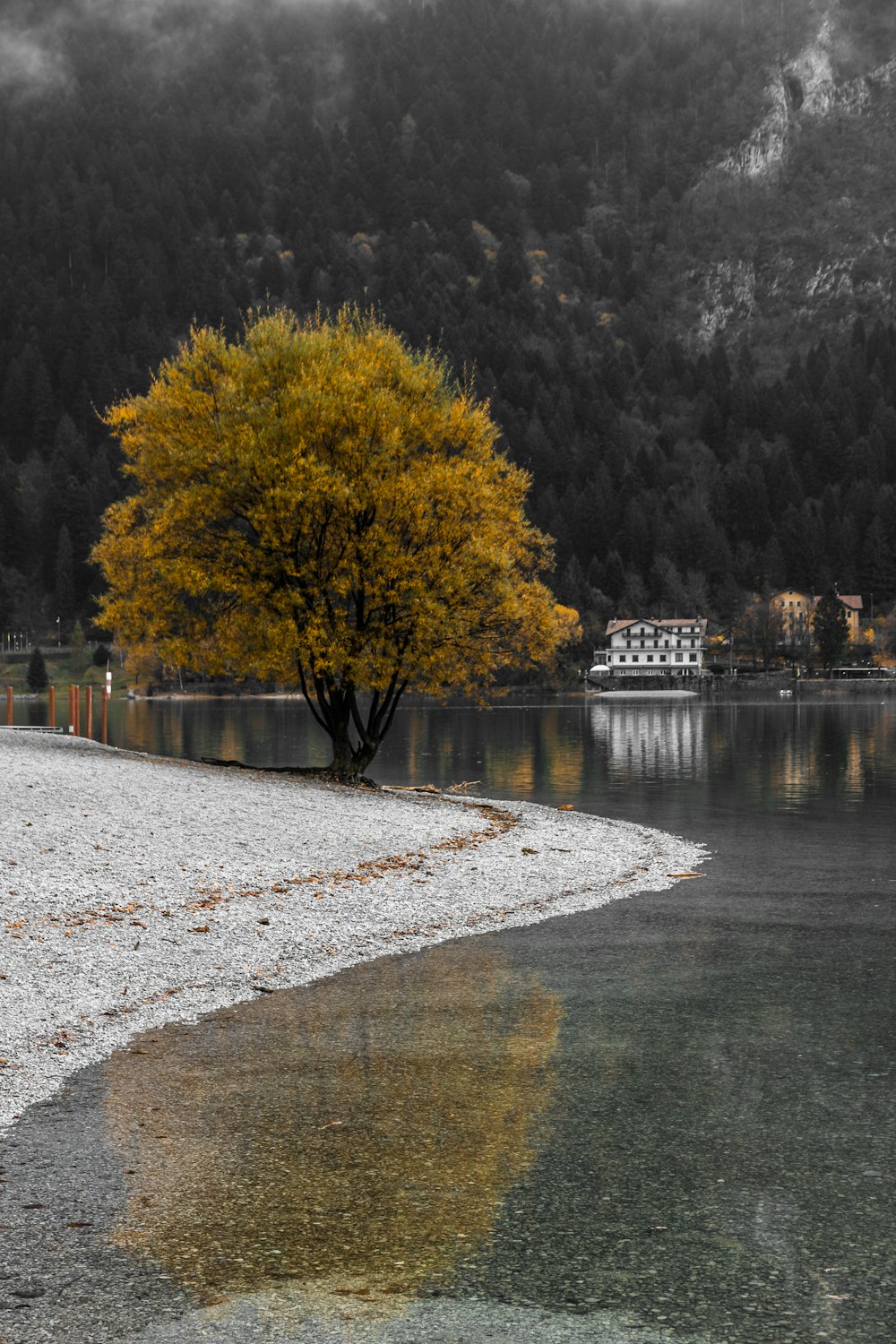 yellow leafed tree near body of water