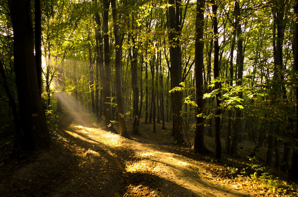 alberi forestali durante il giorno