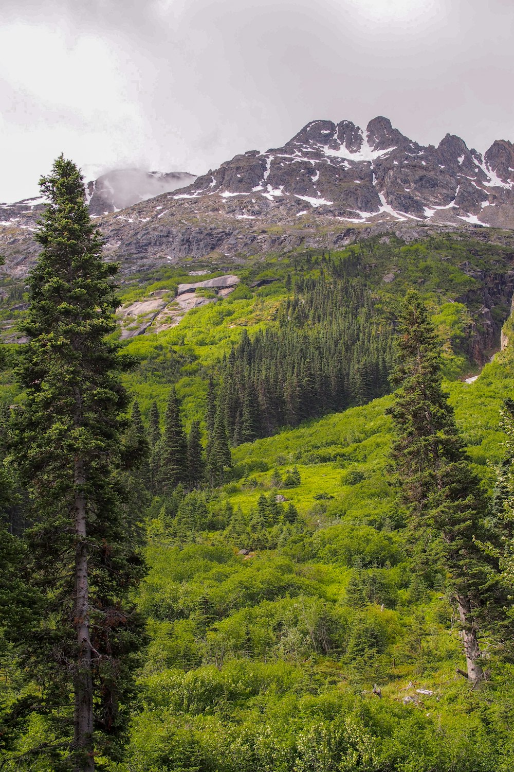 tall green trees and mountain view