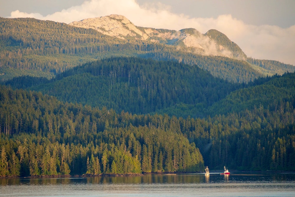 Grüne Bäume und Berge in der Nähe des Gewässers