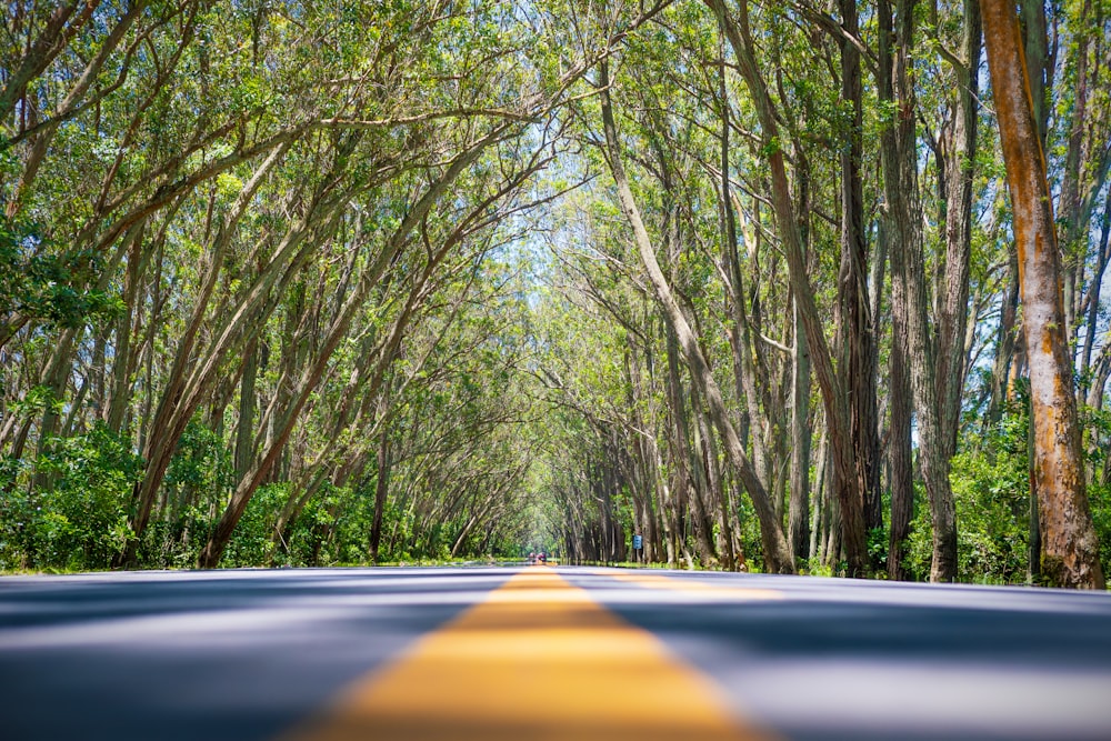 木々が生い茂る灰色と黄色の舗装道路