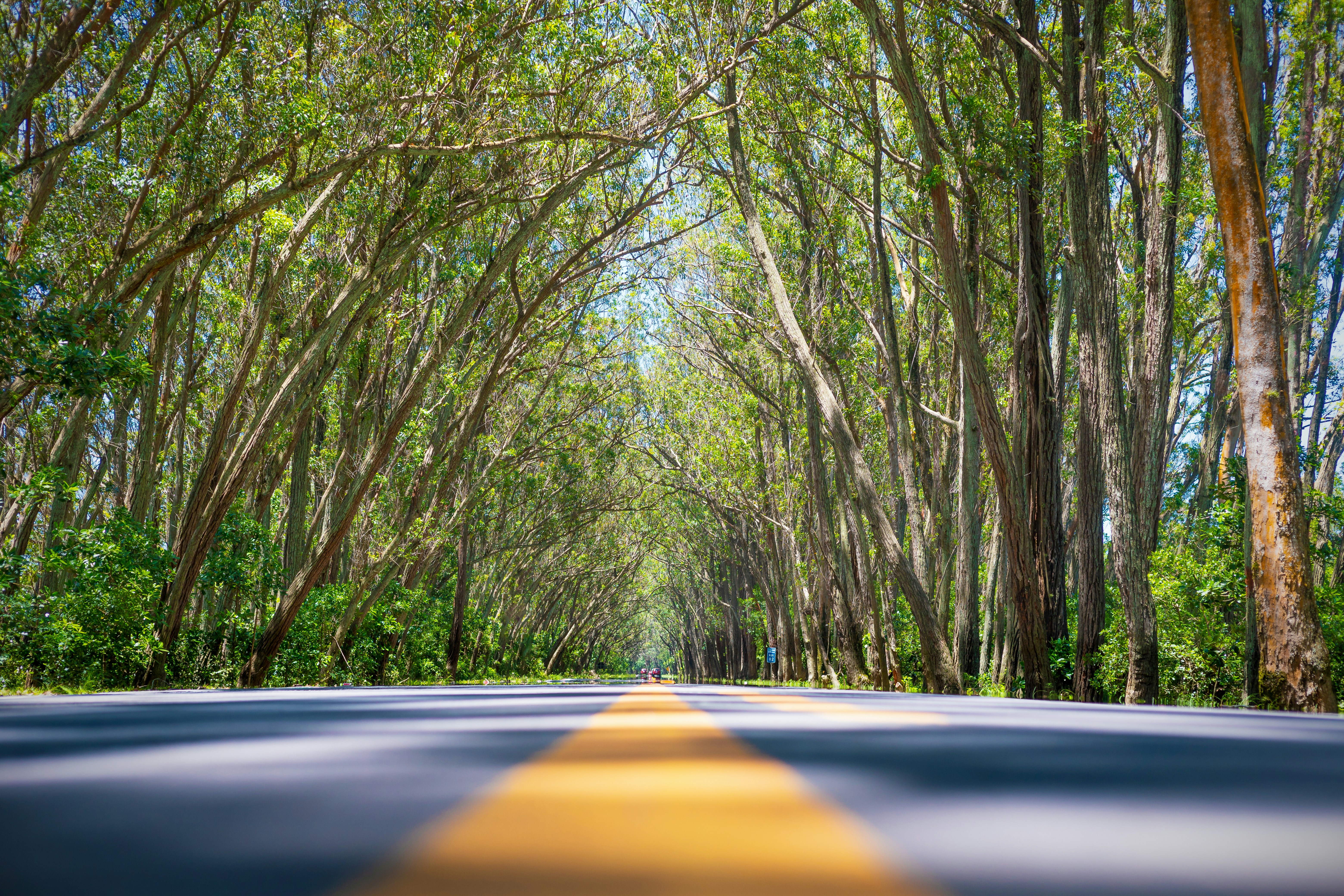 Arborização Urbana: perspectivas, desafios e o futuro frente às mudanças climáticas