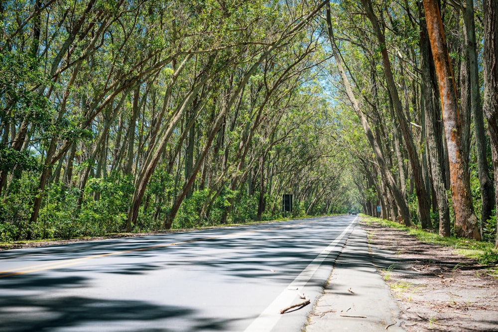 trees beside road