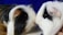 Two guinea pigs with long, soft fur are facing each other closely. Their fur features a mix of white, black, and brown colors. The background is a deep blue, and the focus is on their expressive eyes and gentle interaction.
