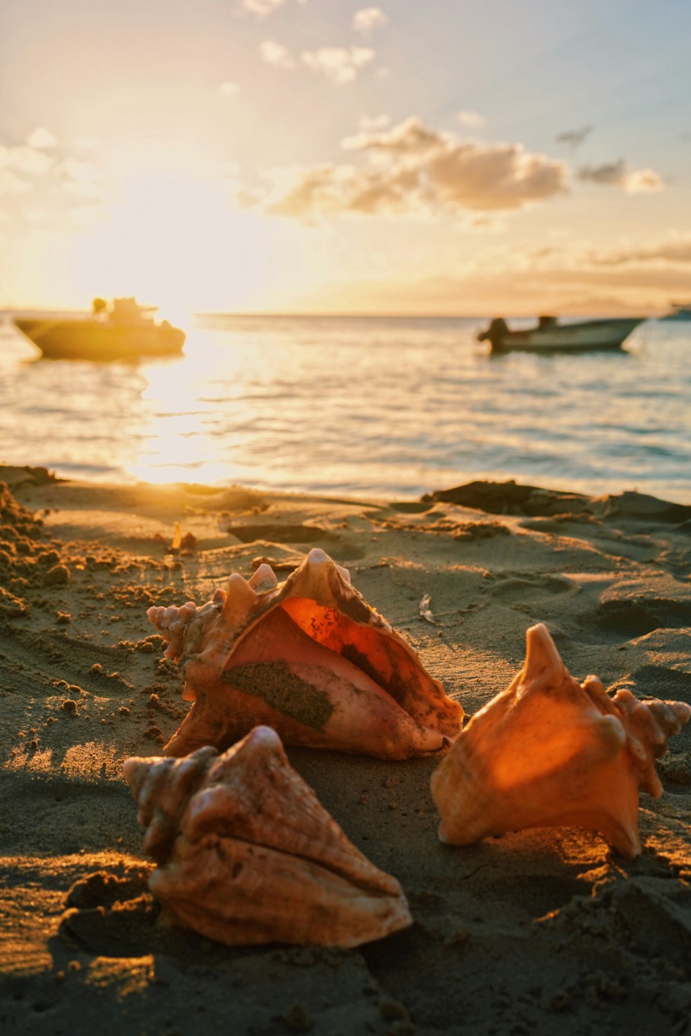 três conchas cor-de-rosa na praia durante o pôr do sol