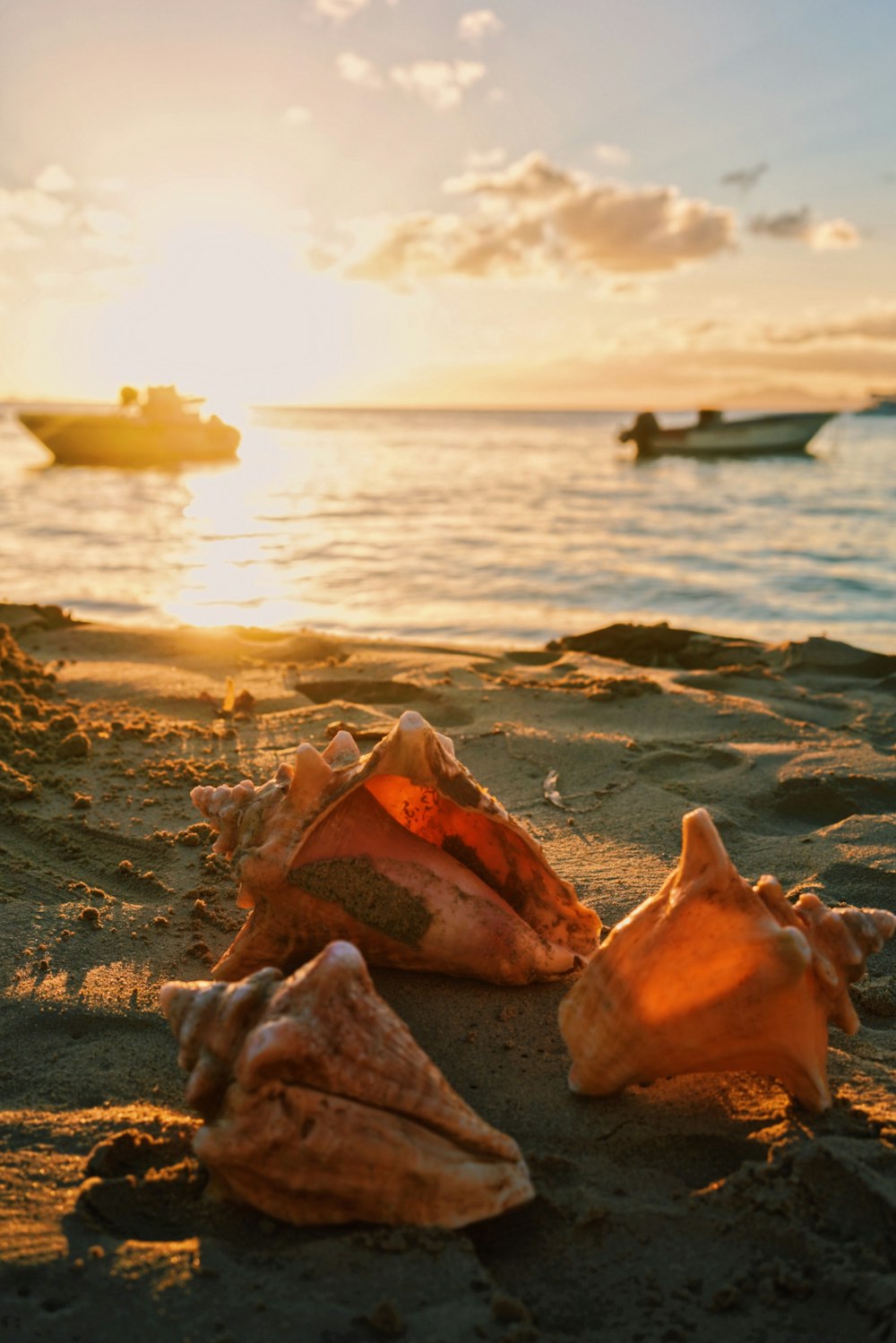 Drei rosafarbene Muscheln am Meeresufer während des Sonnenuntergangs