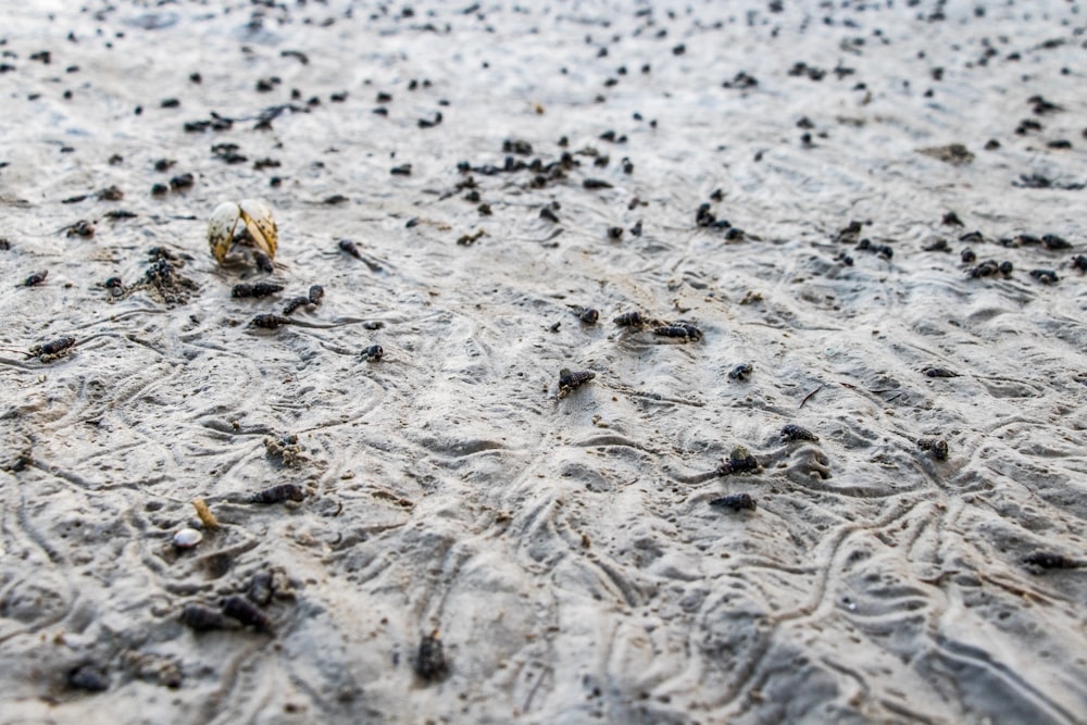 a close up of a bunch of dirt on the ground