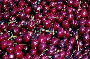 Acerola Antioksidantas