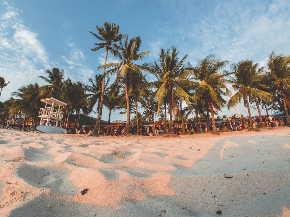 green coconut trees under by cirrus clouds