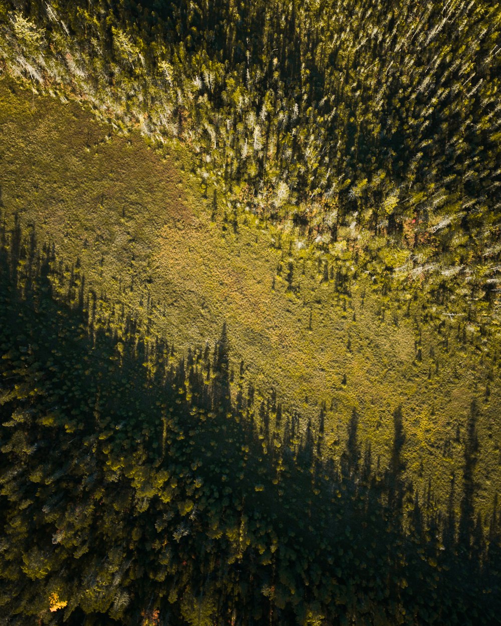 green trees in hills