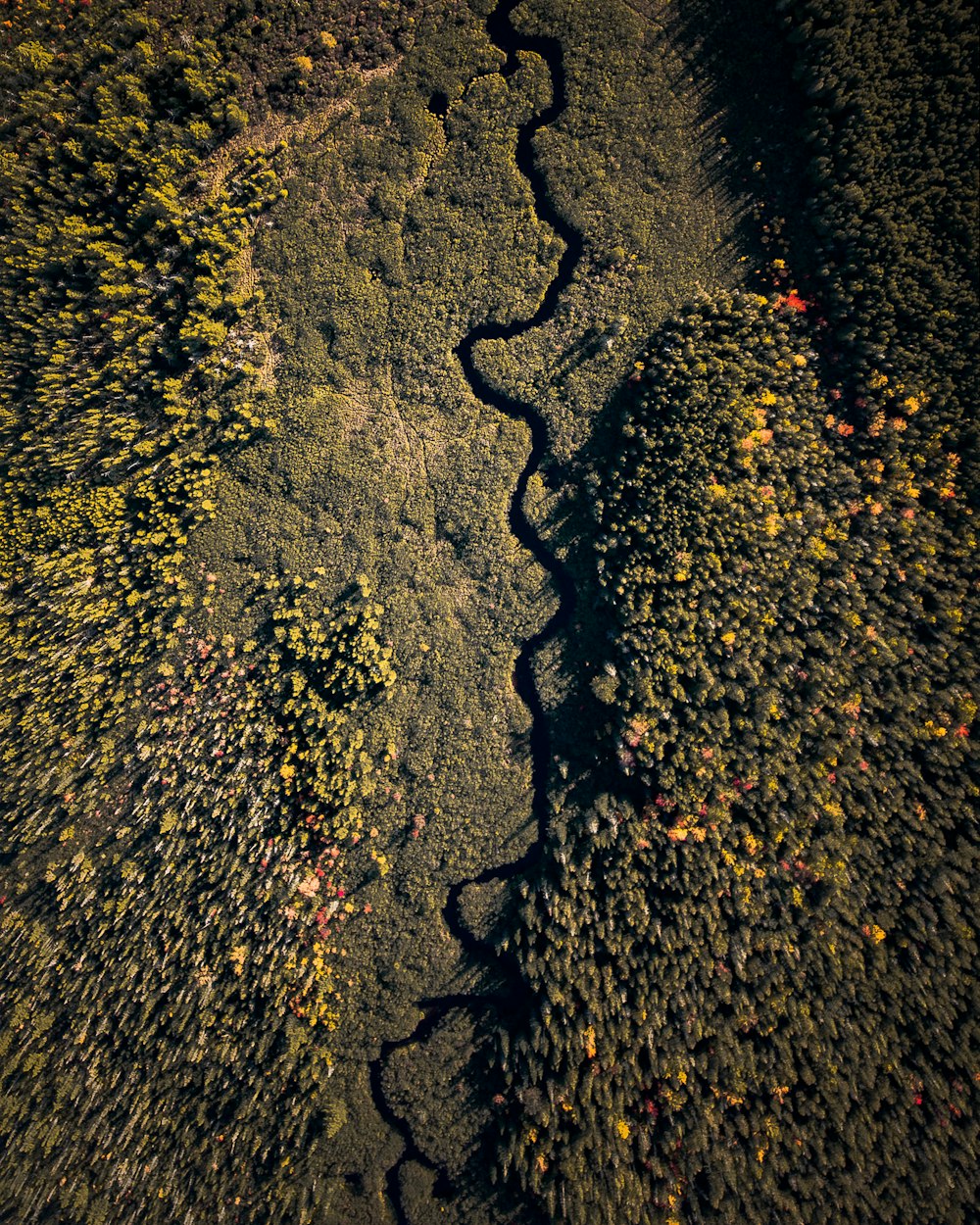 aerial photography green forest
