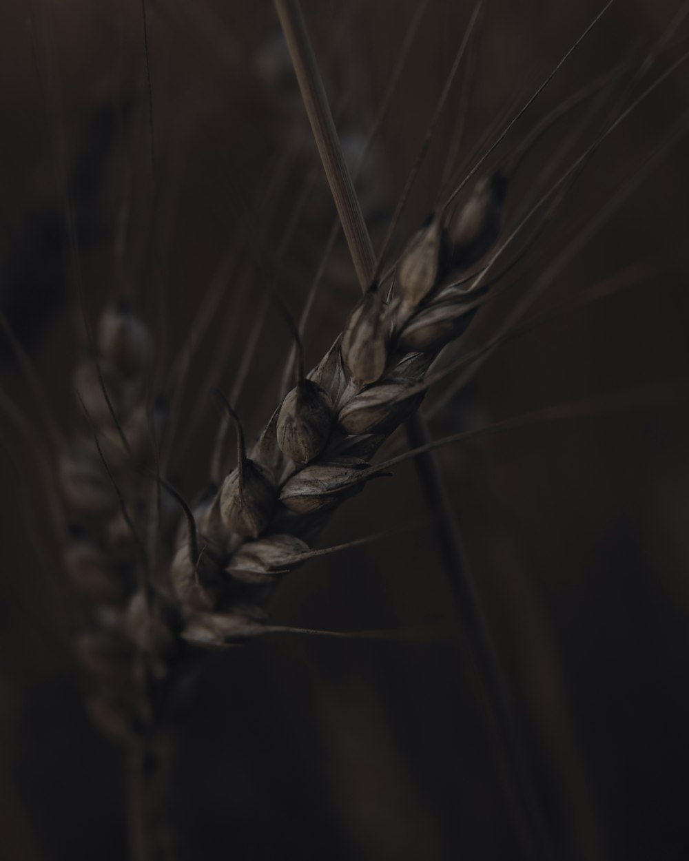 brown wheat