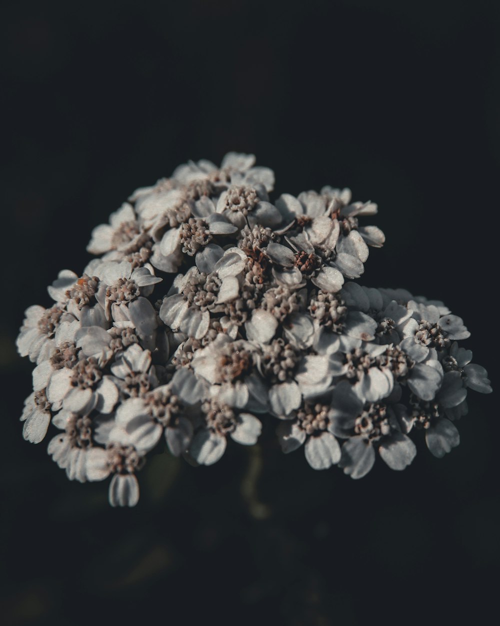 white flower bouquet