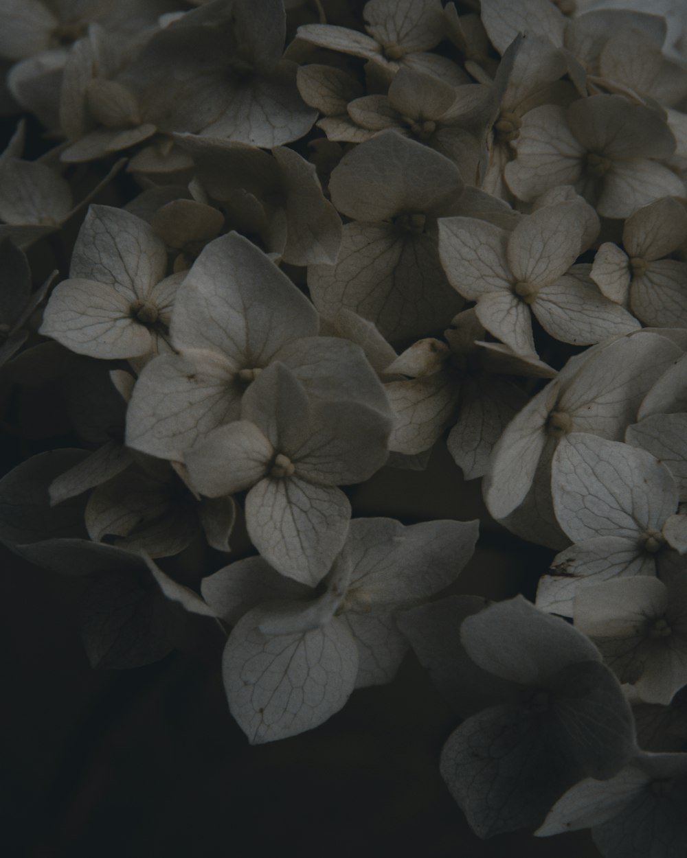 white petaled flowers