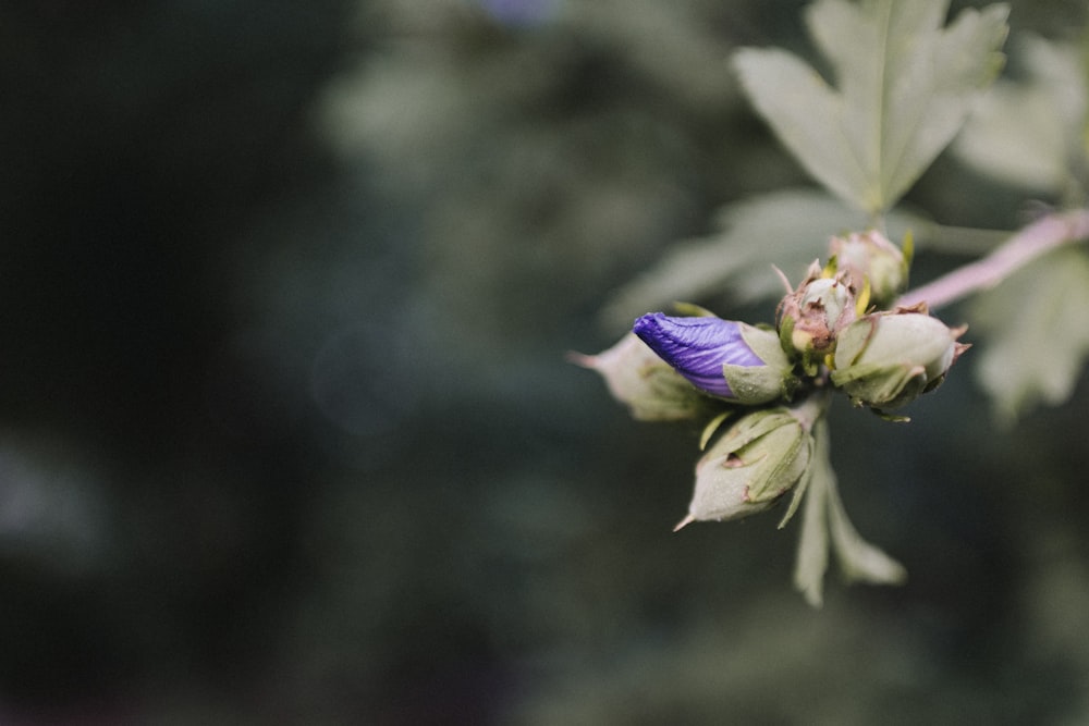Fotografia a fuoco selettiva di fiori viola