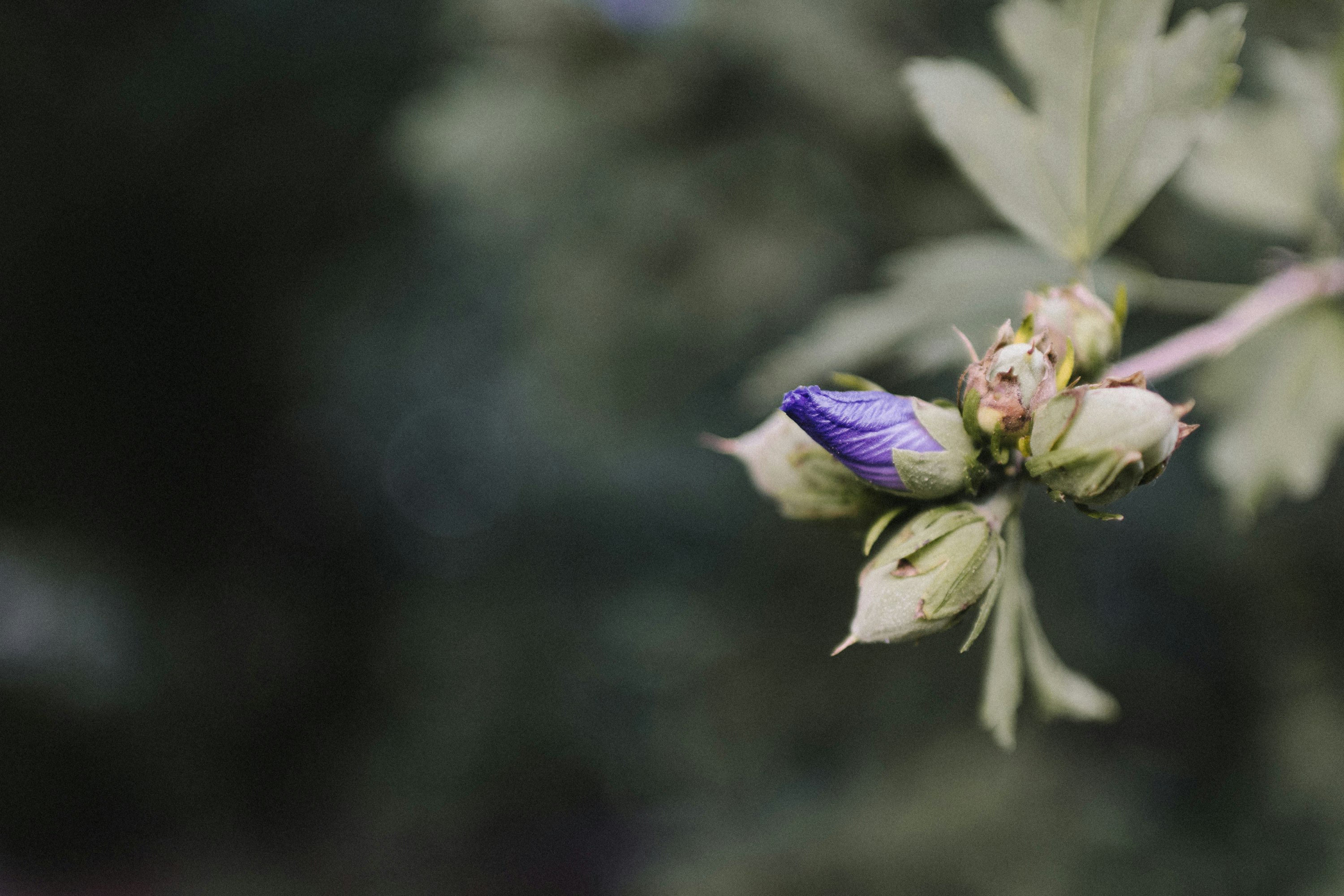 selective focus photography of purple flower