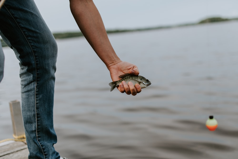 Persona sosteniendo un pez gris