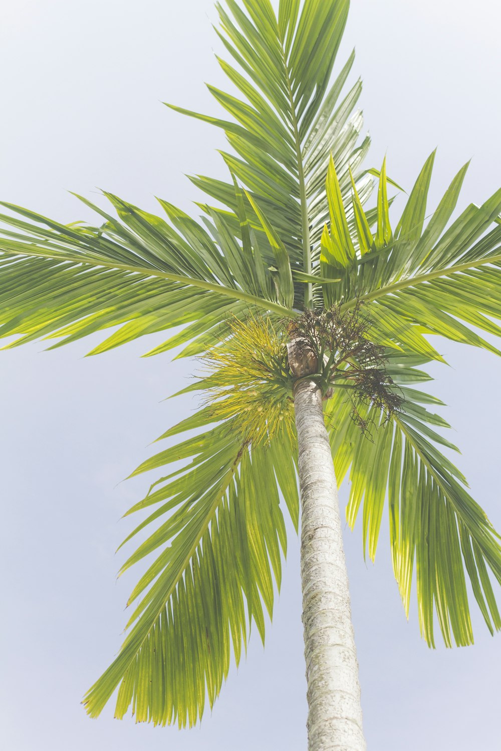low-angle photography of palm tree