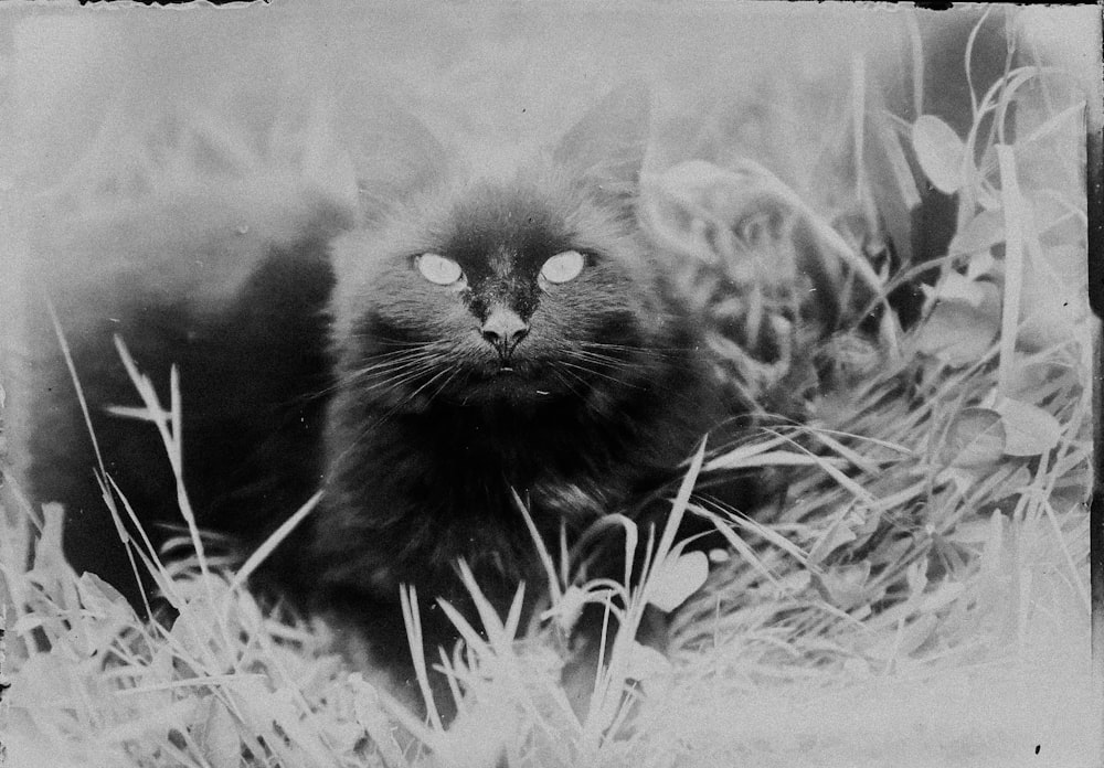 Photo en niveaux de gris de chat sur l’herbe