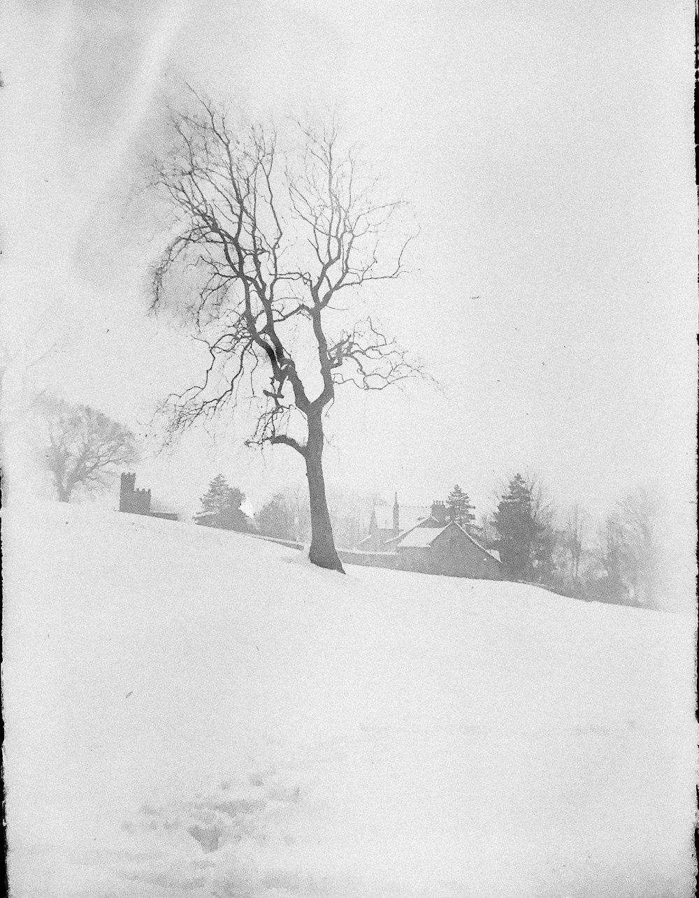 árbol sin hojas en suelo cubierto de nieve