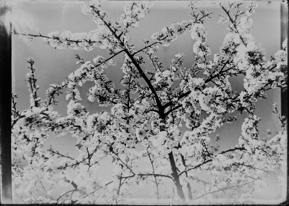 Photo en niveaux de gris de fleurs