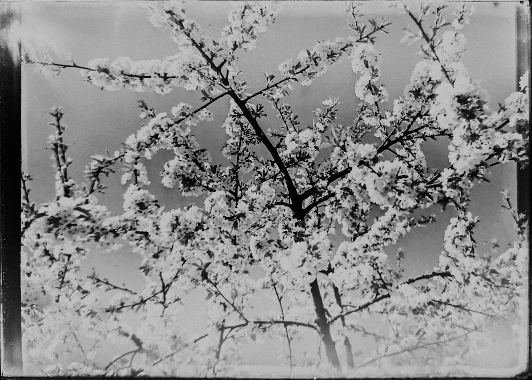 grayscale photo of flowers