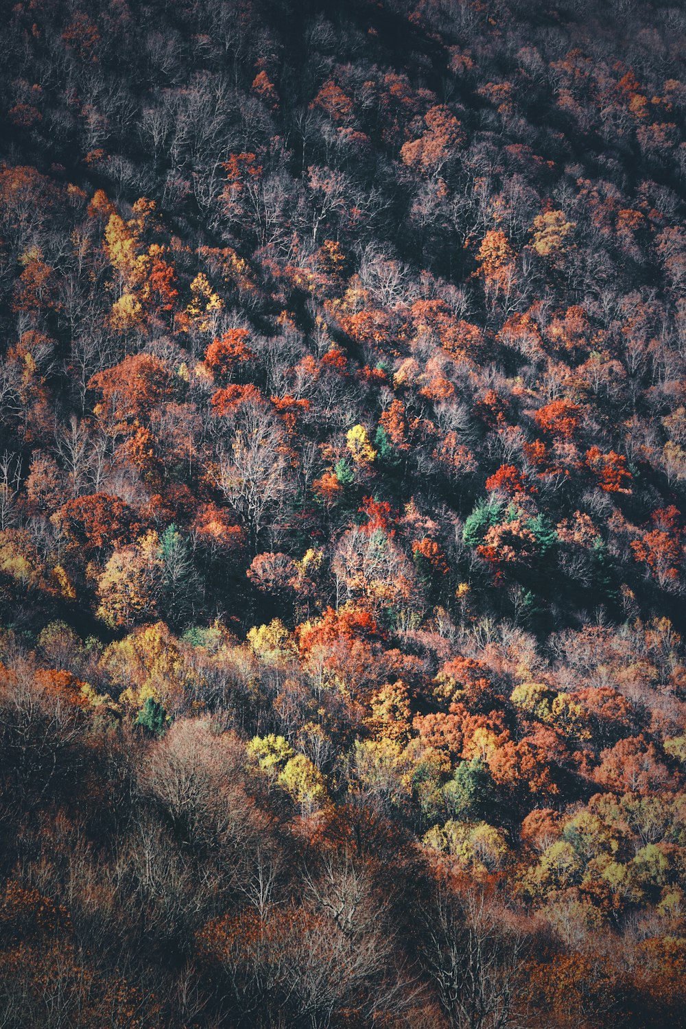 Fotografía a vista de pájaro del bosque