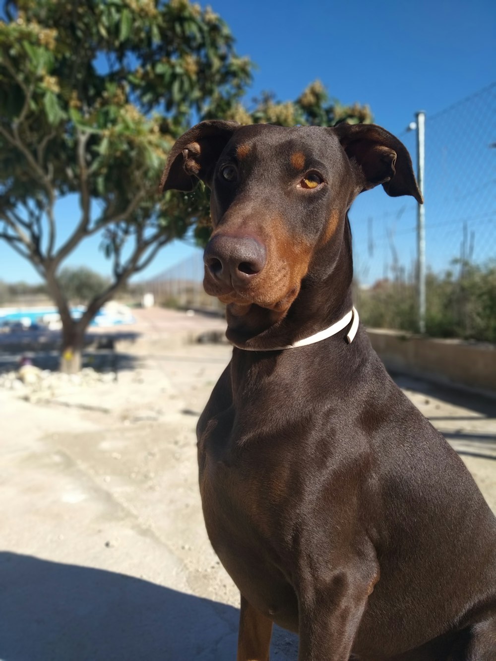 brown dog sitting on ground