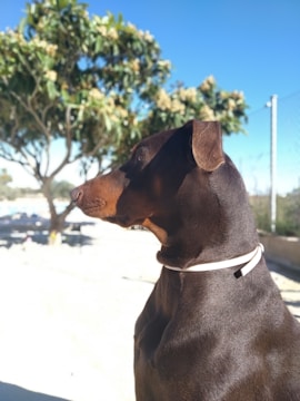 A brown Doberman with a white collar is standing in a sunlit outdoor area. In the background, there is a tree with foliage and a blue sky with some faint clouds. The dog's posture is alert and focused.