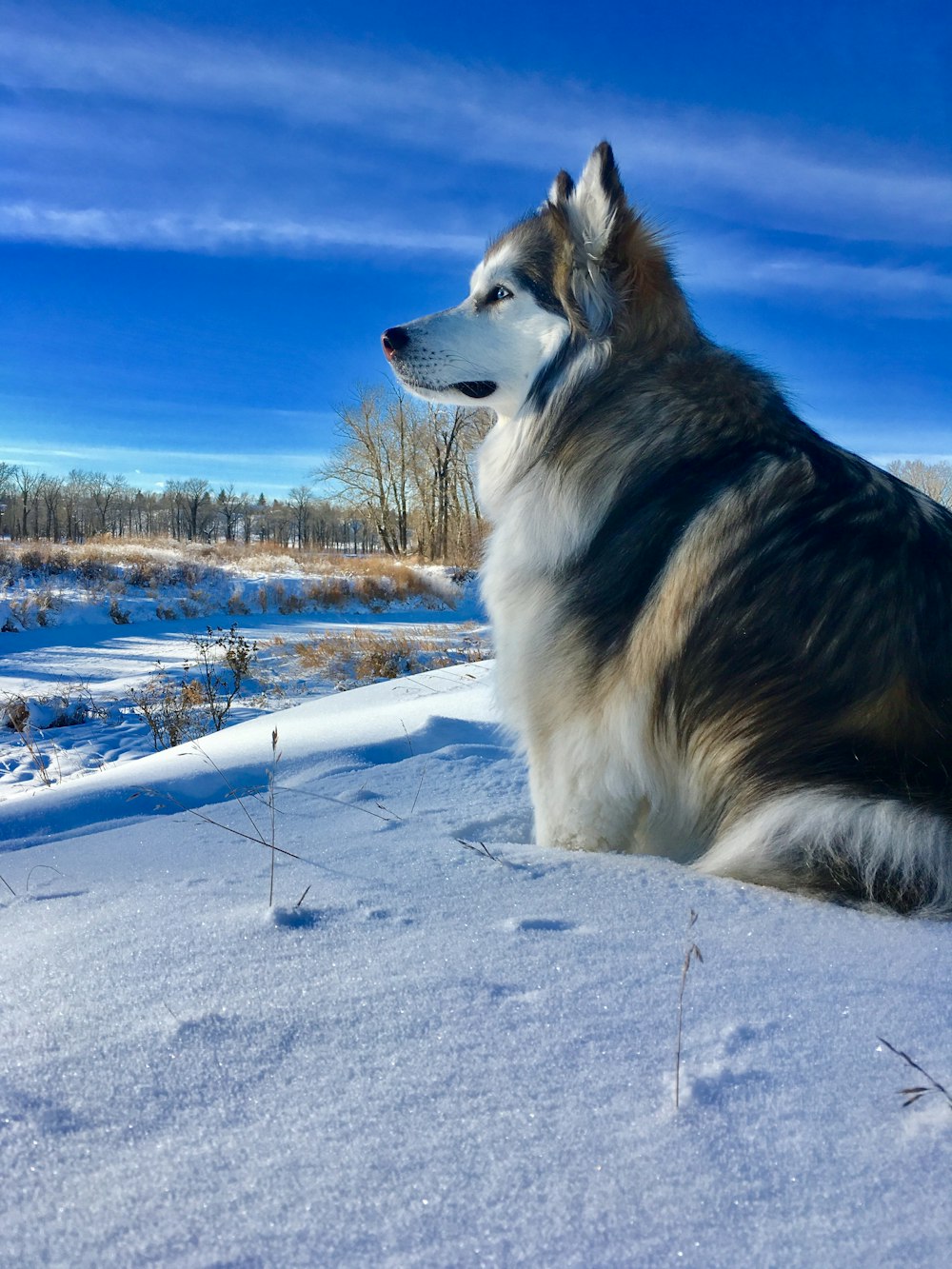 adult black and white Alaskan malamute on focus photo