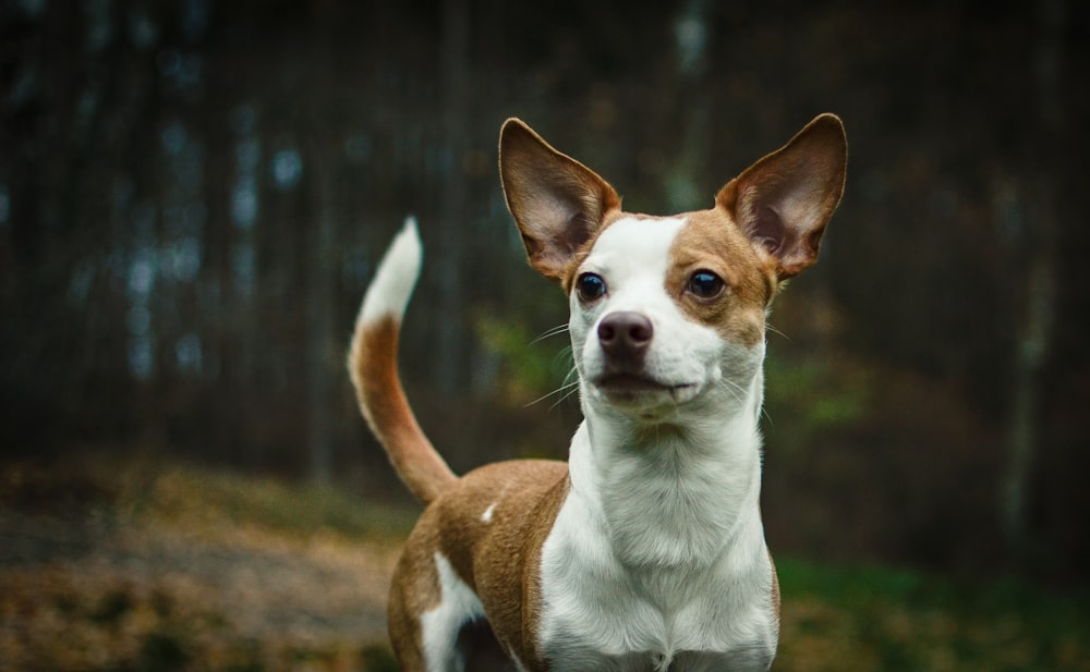 short-coated brown and white dog standing outdoors