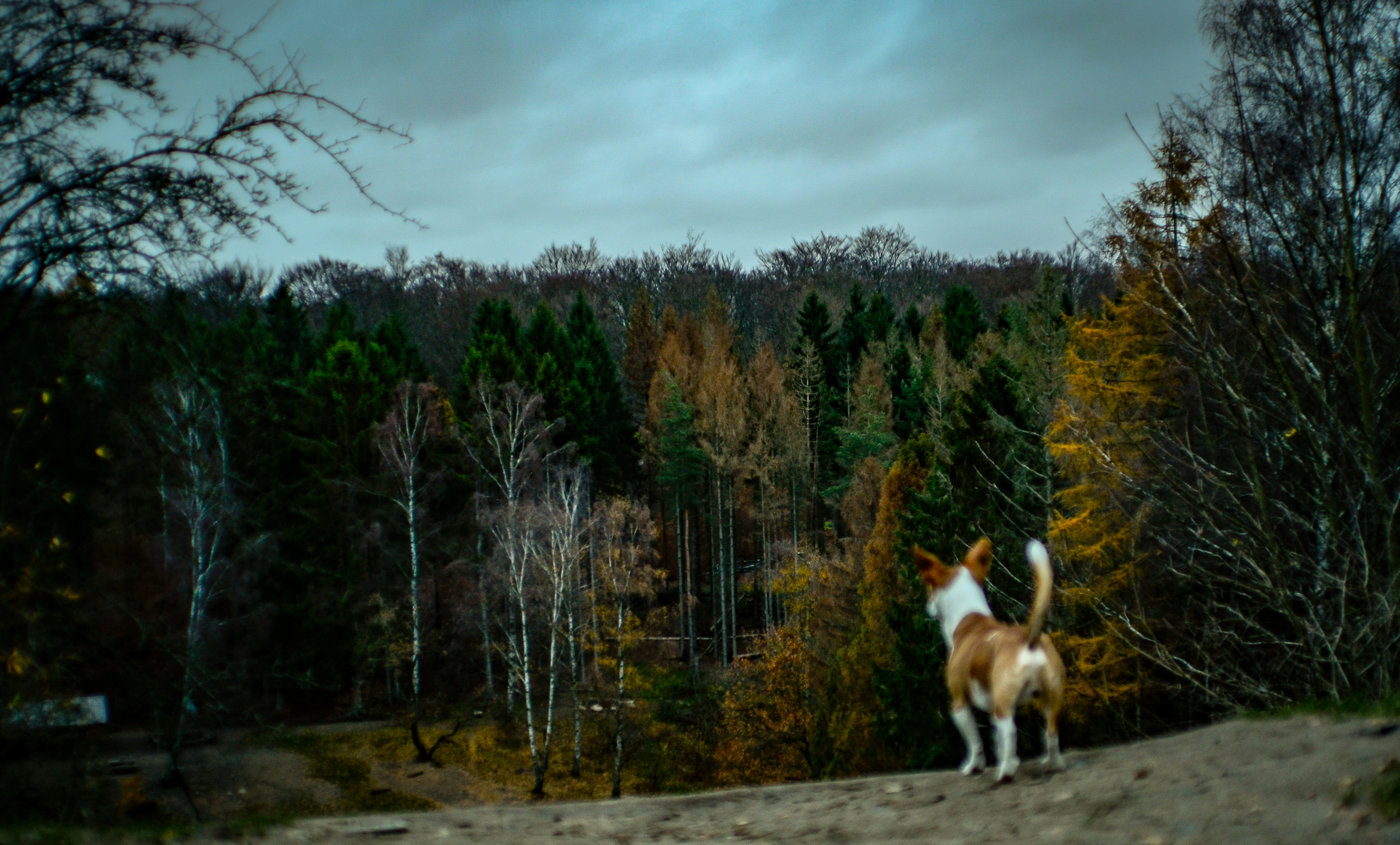 Braun-weißer Hund mit kurzem Fell, der auf einer Anhöhe steht, während er auf Bäumen steht