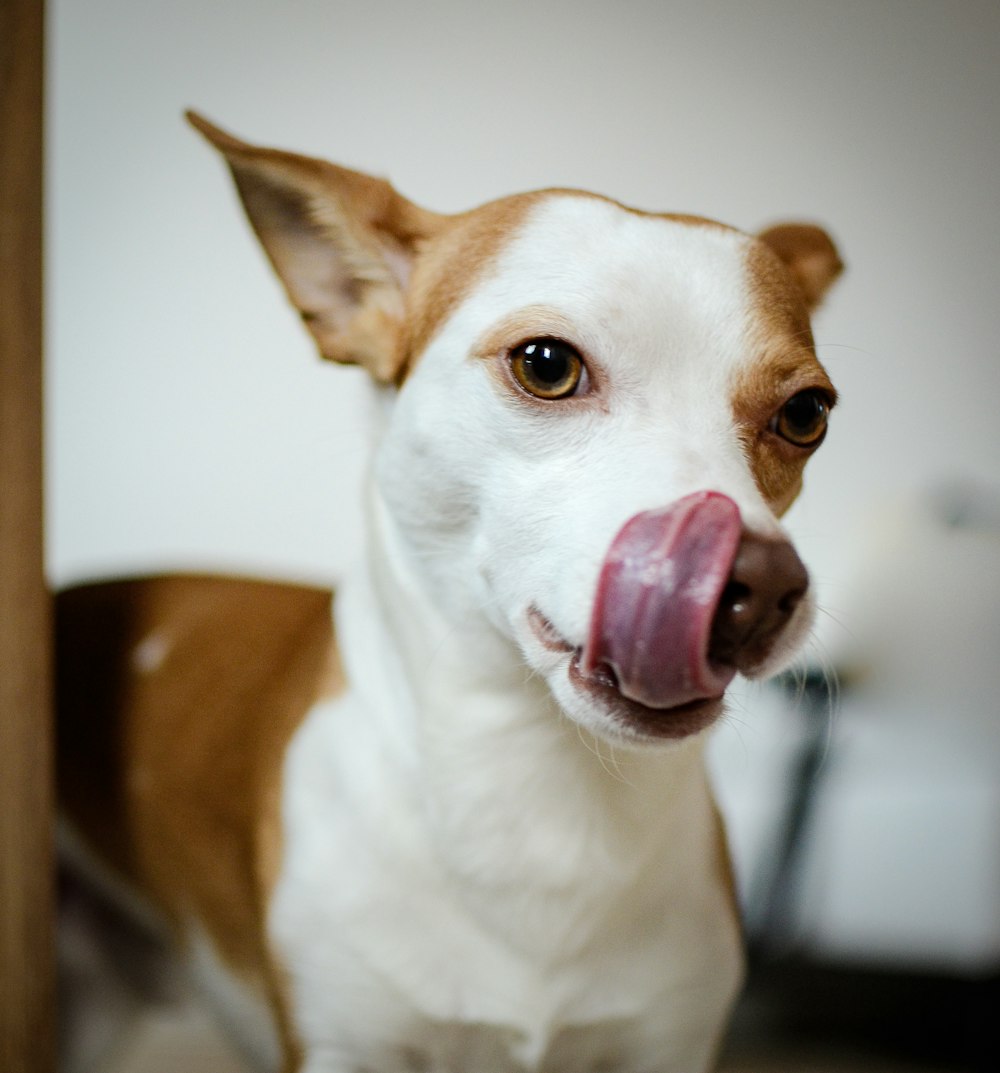 white and brown dog