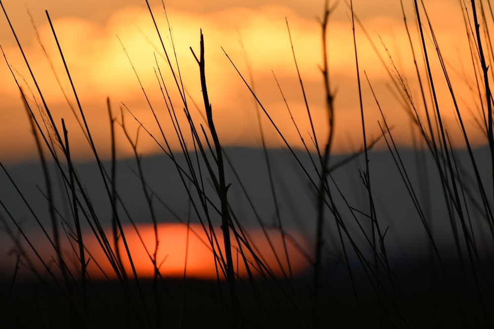 twigs in selective focus photography