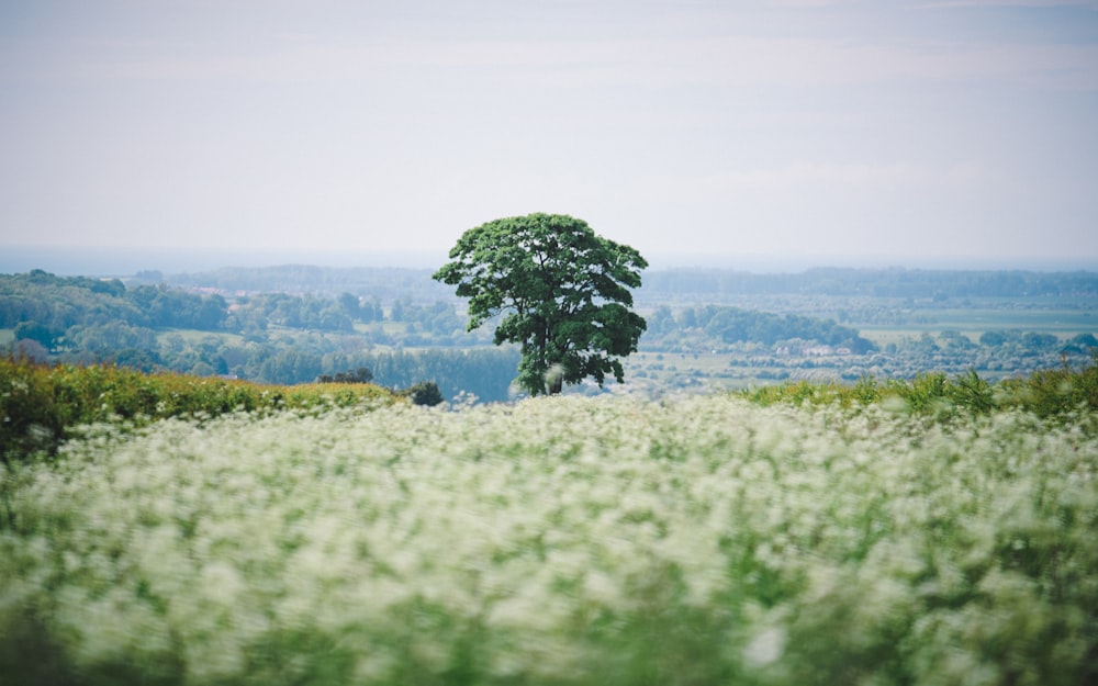 green tree