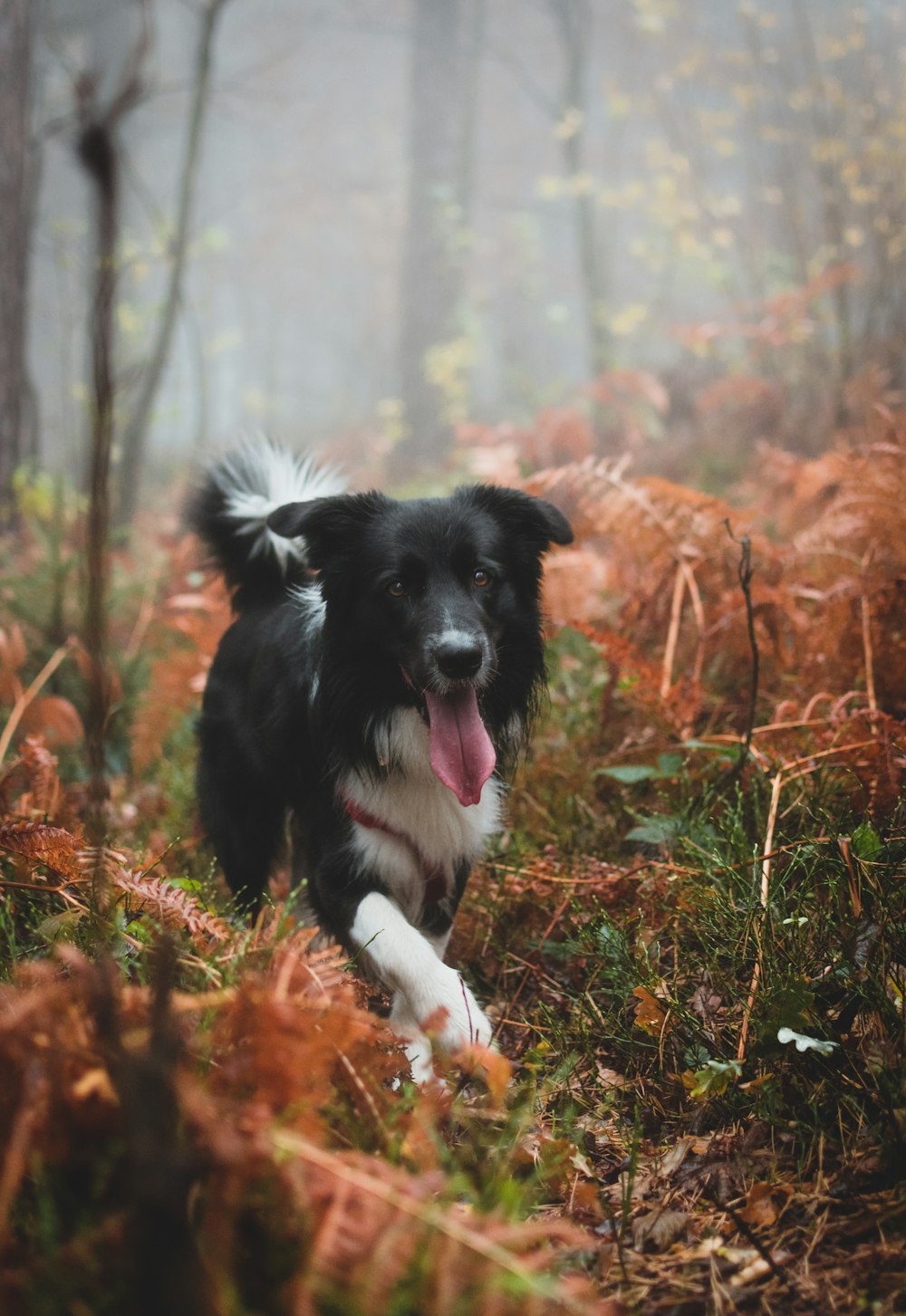 black dog running on near plant